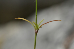 Sabulina tenuifolia