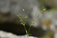 Sabulina tenuifolia