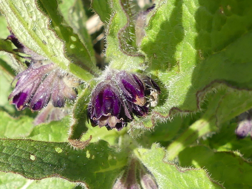 Mogulones raphani