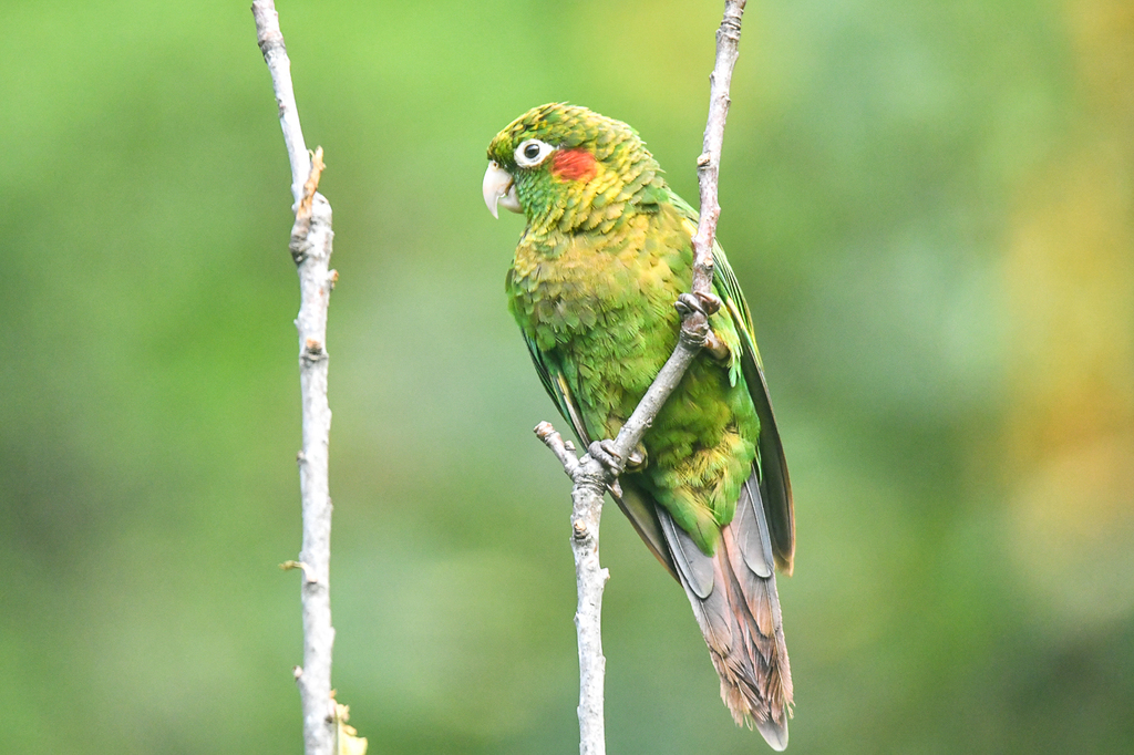Sulphur-Winged Parakeet