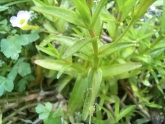 Gratiola linifolia
