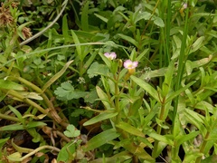 Gratiola linifolia
