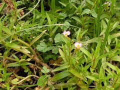 Gratiola linifolia