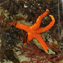 Henricia leviuscula