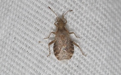 Aufeius impressicollis