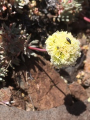 Eriogonum prociduum