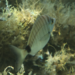 Diplodus puntazzo