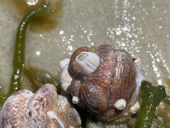 Amphibalanus venustus