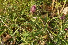 Melampyrum arvense