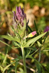 Melampyrum arvense