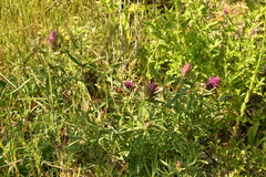 Melampyrum arvense