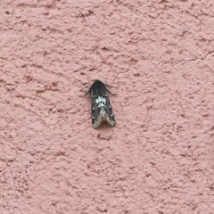 Paracles variegata
