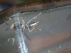 Hoplisoides semipunctatus