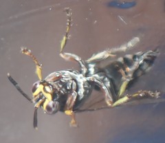 Hoplisoides semipunctatus