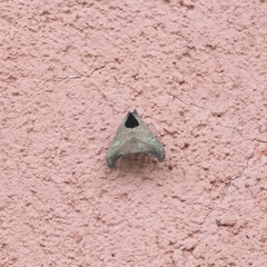Hylesia scortina