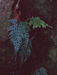 Asplenium cuspidatum