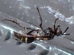 Hoplisoides semipunctatus