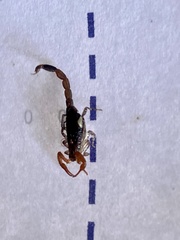 Centruroides yucatanensis