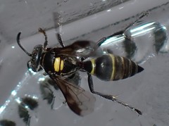 Hoplisoides semipunctatus