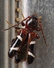 Phymatodes nitidus