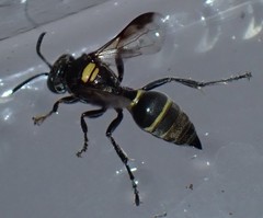 Hoplisoides semipunctatus