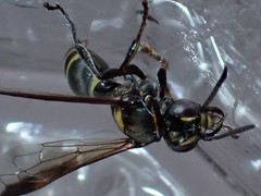 Hoplisoides semipunctatus