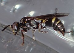 Hoplisoides semipunctatus