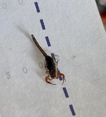 Centruroides yucatanensis
