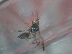 Hoplisoides semipunctatus