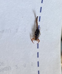 Centruroides yucatanensis