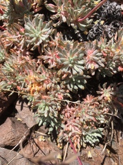 Eriogonum prociduum