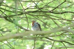 Erithacus rubecula