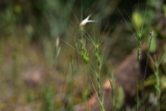 Aegilops neglecta