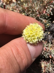 Eriogonum prociduum