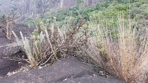 Hatiora salicornoides