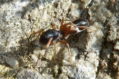 Leptorchestes berolinensis