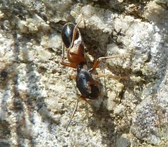 Leptorchestes berolinensis