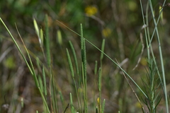 Phleum subulatum