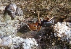 Leptorchestes berolinensis