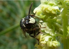 Hylaeus signatus