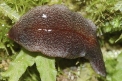 Australopacifica spectabilis