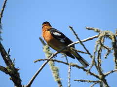 Pheucticus melanocephalus