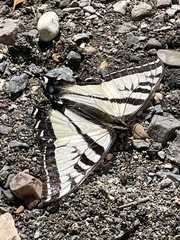 Papilio eurymedon