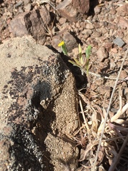 Rigiopappus leptocladus