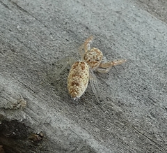 Hentzia