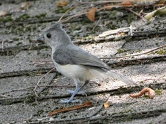 Baeolophus bicolor