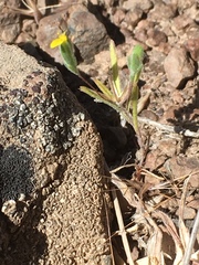 Rigiopappus leptocladus