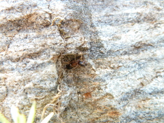 Leptorchestes berolinensis