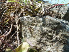 Leptorchestes berolinensis