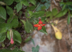 Erythranthe verbenacea